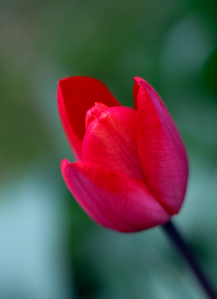 Red Tulip (208785657)