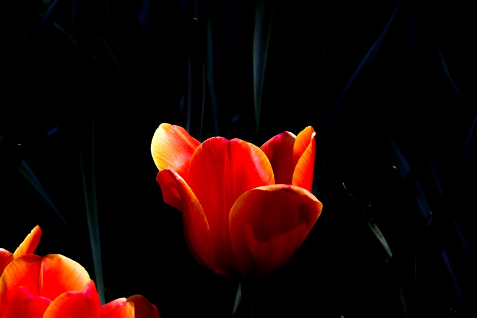 Red Beauty (210827599)