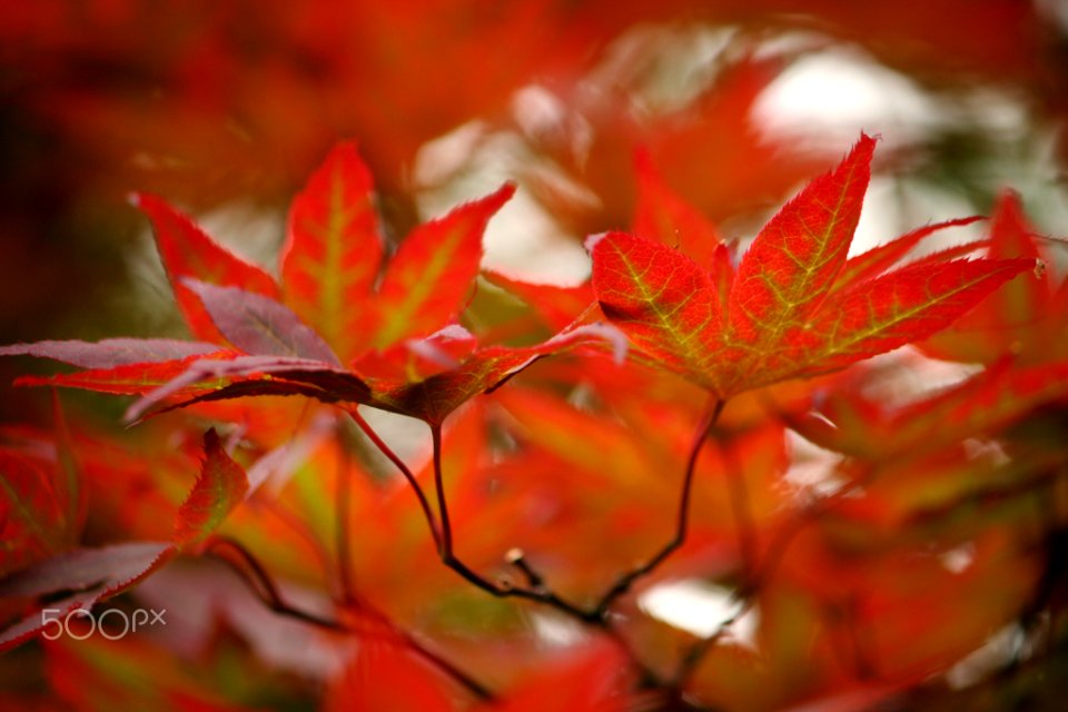 Red Leaves (262518713)