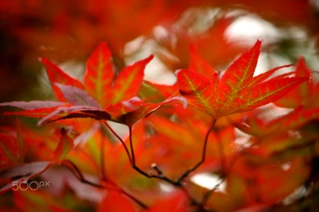 Red Leaves (262518713)
