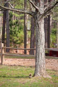Red Top Mountain State Park squirrel and bird, March 2017