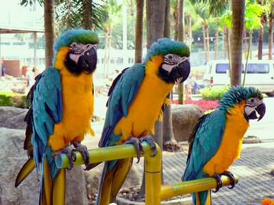 Yellow blue trio