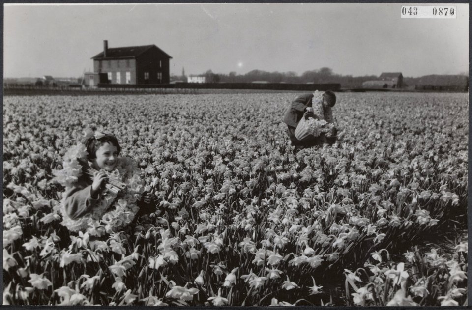Reeks 043-0870, 043-0875, 043-0886 opnamen van narcissen op de bollenvelden, Bestanddeelnr 043-0870