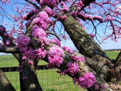 Redbud close up