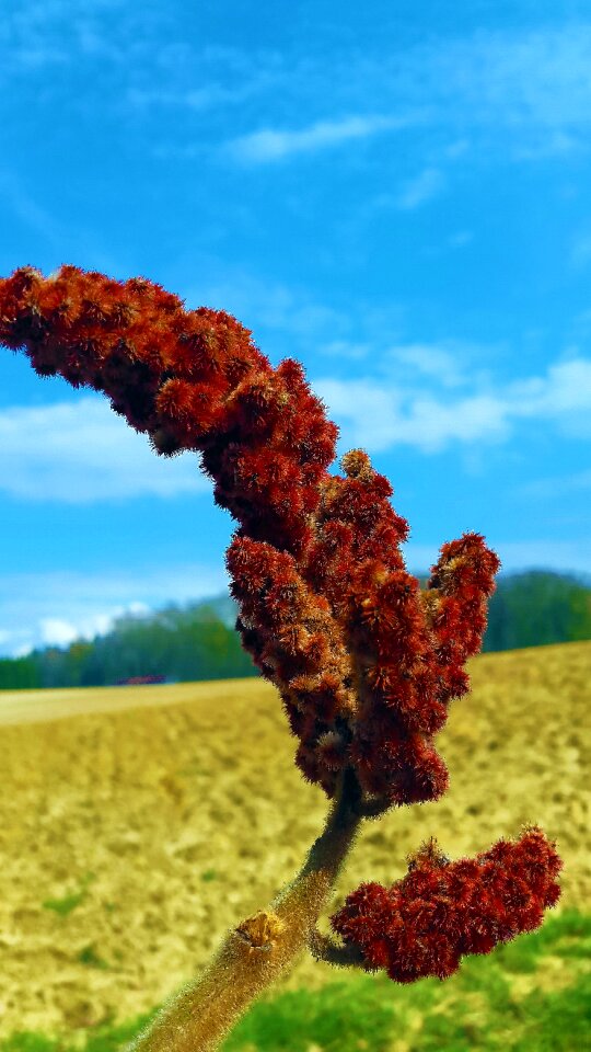 Nature full bloom red