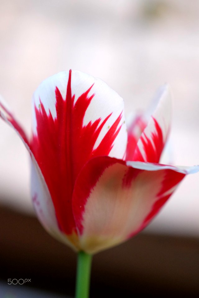 Red And White Too (262400137)
