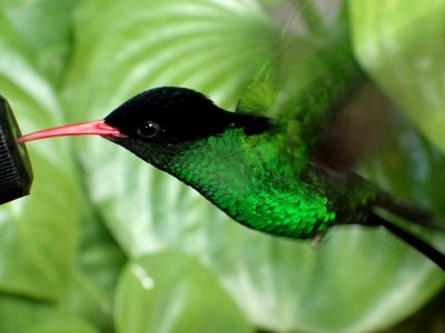 Red-billed Streamertail male Jamaica 02