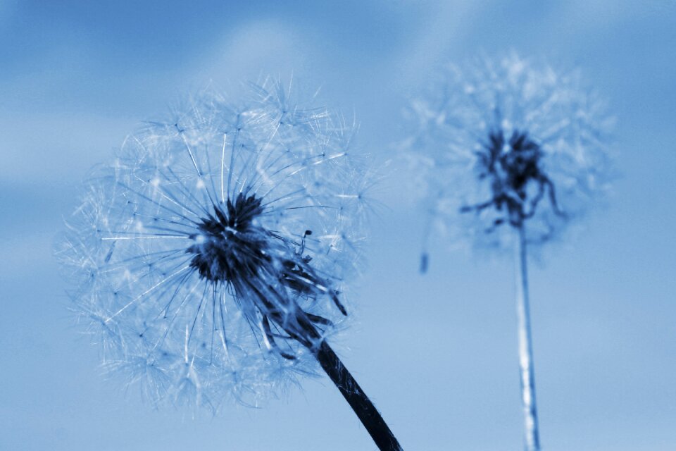 Two of the dandelion summer flowering