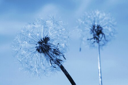 Two of the dandelion summer flowering