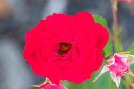 Red Rose (153976971) photo