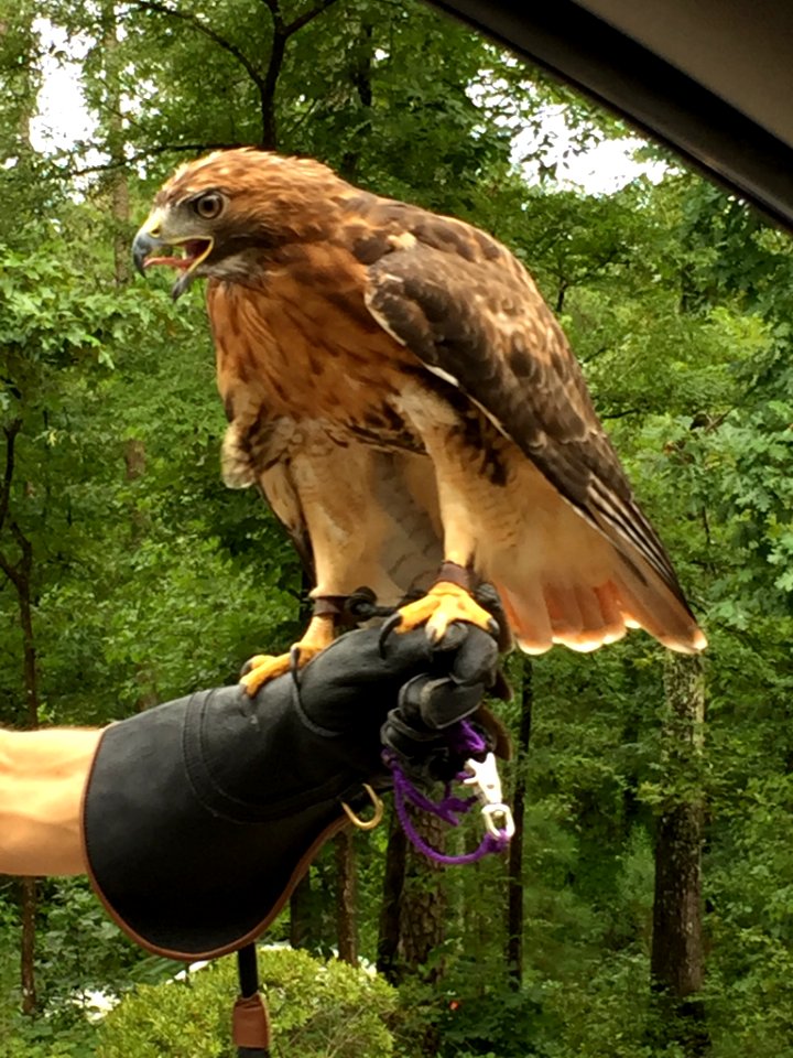 Red Tailed Hawk Piedmont Wildlife Center