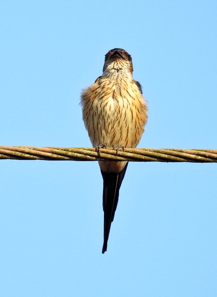 Red rumped swallow (Scientific name- Cecropis daurica) 2