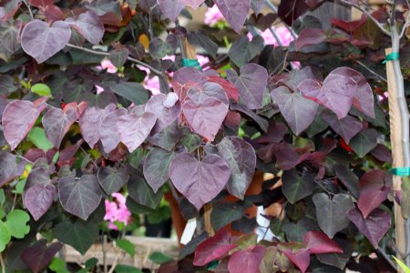 Redbud, Forest-Pansy, Cercis-canadensis IMG 7214