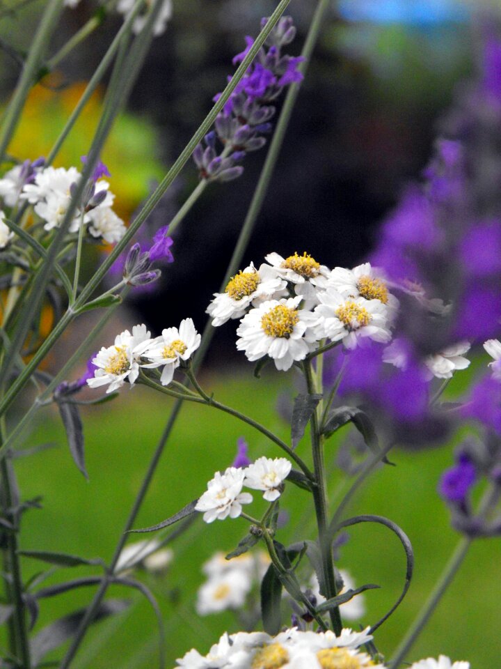 Garden detail of the flower nature