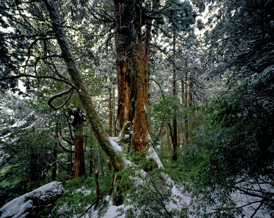 Yakushima island world heritage region japan