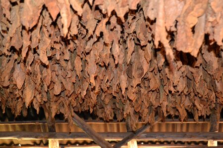 Cigars viñales valley drying