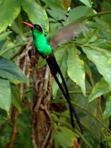 Red-billed Streamertail male Jamaica 01