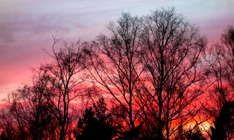 Red sunset behind trees in Brastad 2