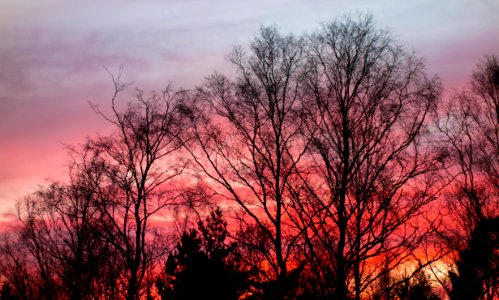 Red sunset behind trees in Brastad 2 photo