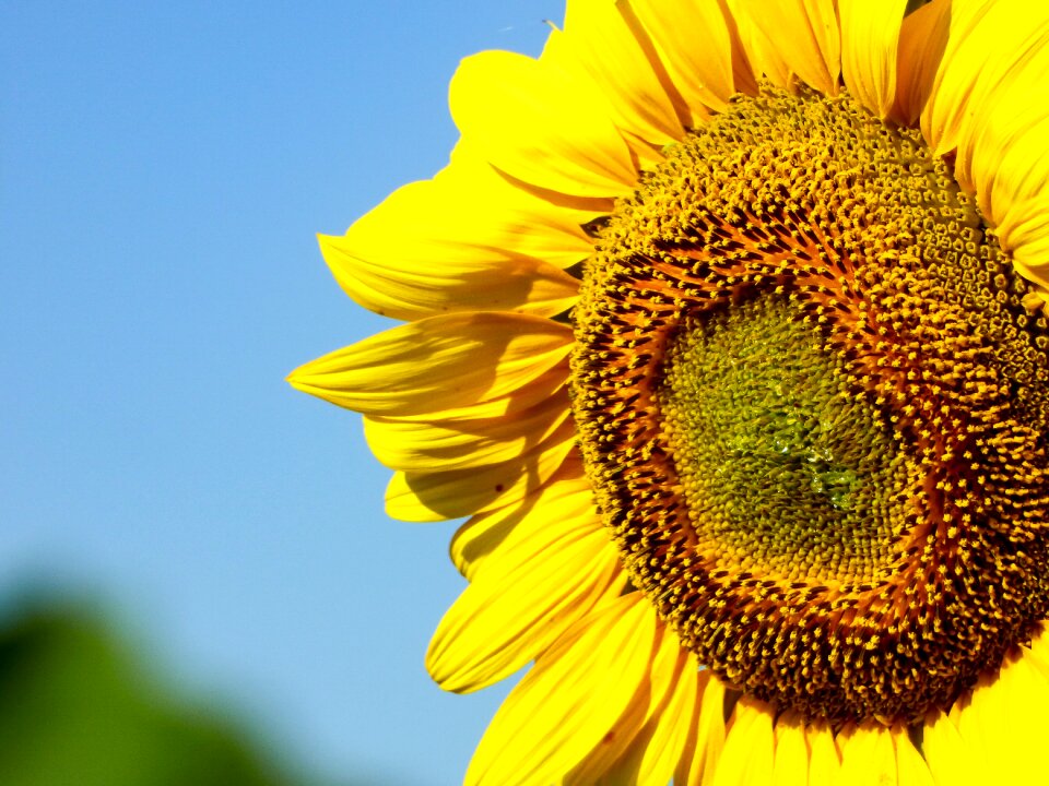 Sunflower yellow yellow summer