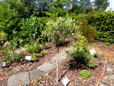 Rehburg Marien Garten