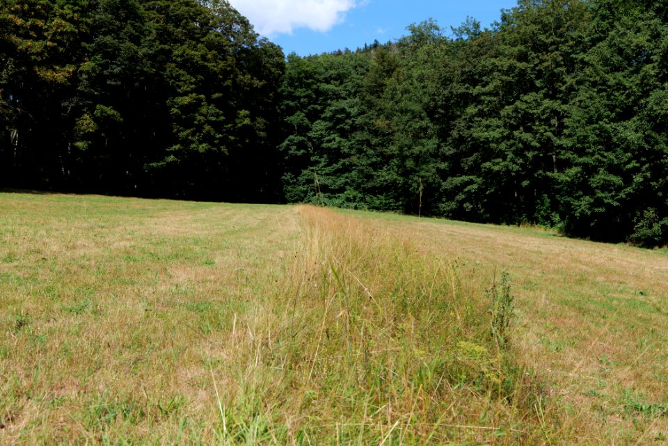 Reichenbachtal Taunus 2020-08-18 12