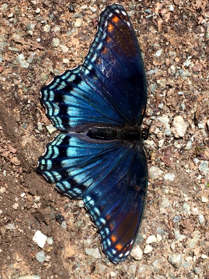 Red Spotted Purple Chapel Hill NC