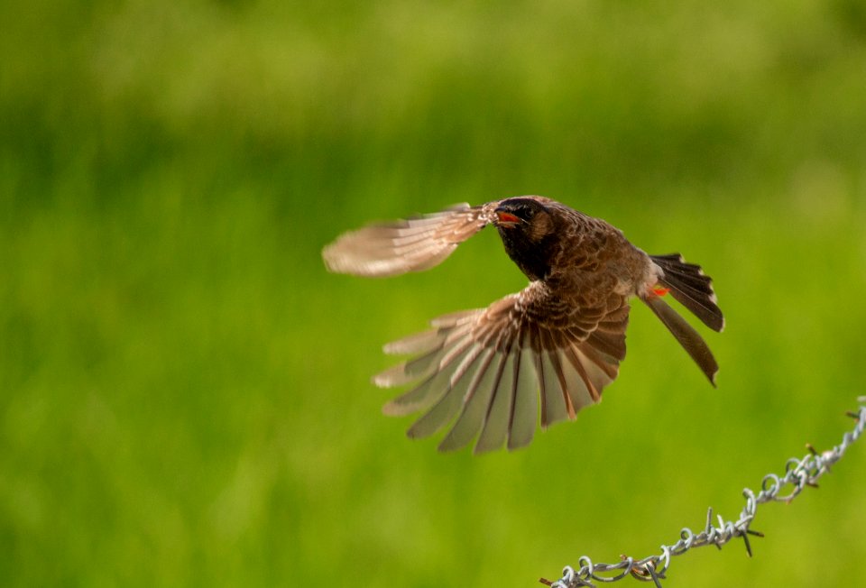 Red vented bulbul in the action