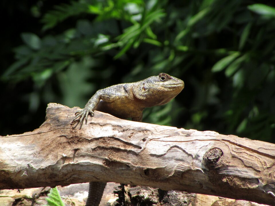 Lizard wild style