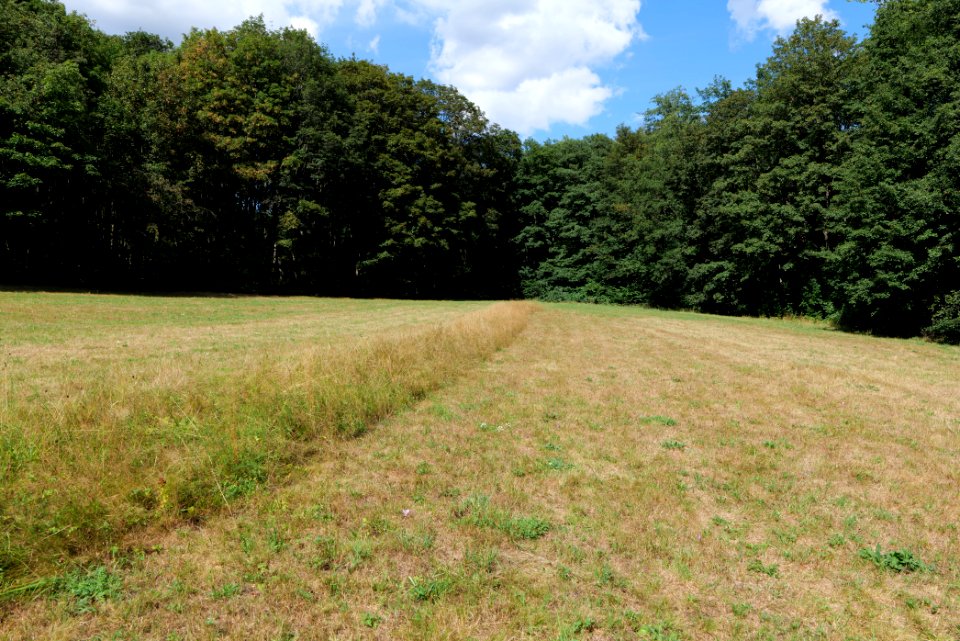 Reichenbachtal Taunus 2020-08-18 09