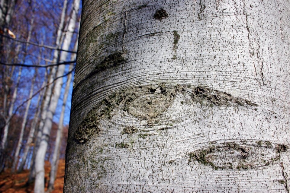 Bark forest autumn