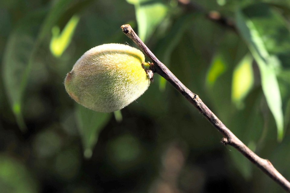 Reifende.Pfirsichfrucht