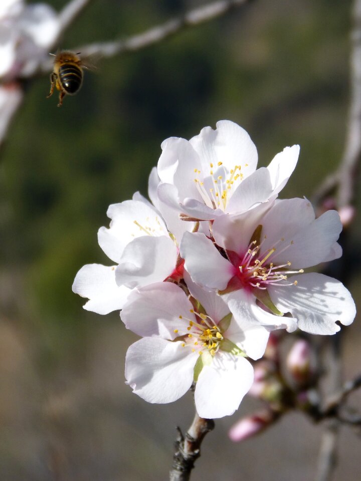 Almond flower libar fly