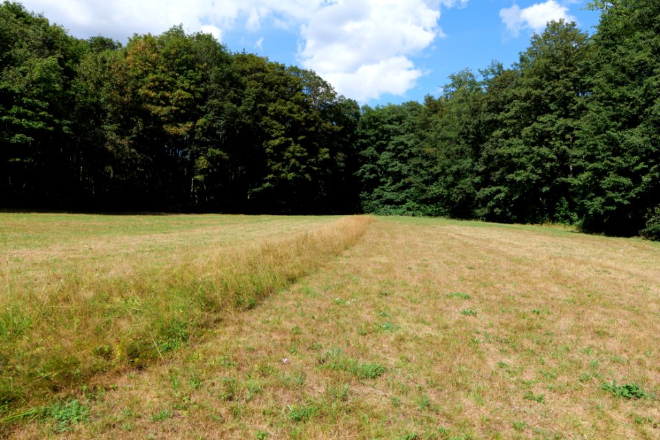 Reichenbachtal Taunus 2020-08-18 10