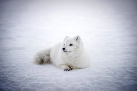 Wildlife cute snow