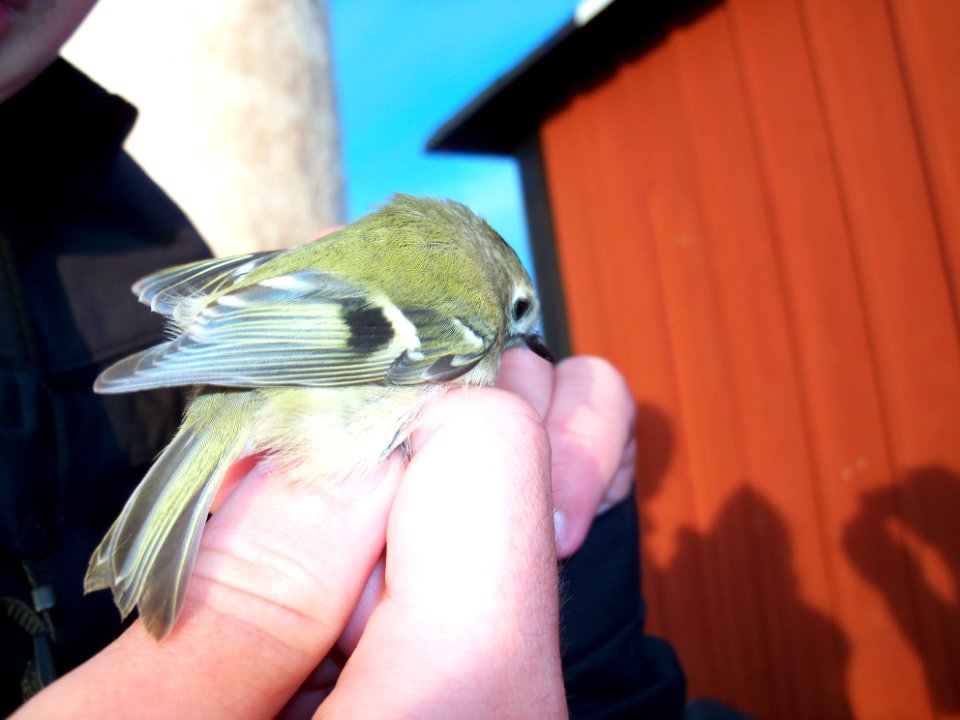 Regulus regulus ringed by Landsort Bird Observatory-1