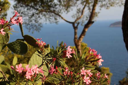 Ibiza summer vacations