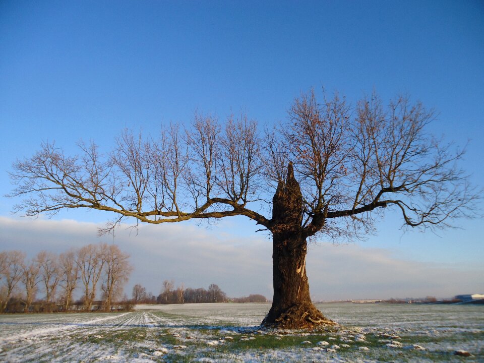 Tree winter field
