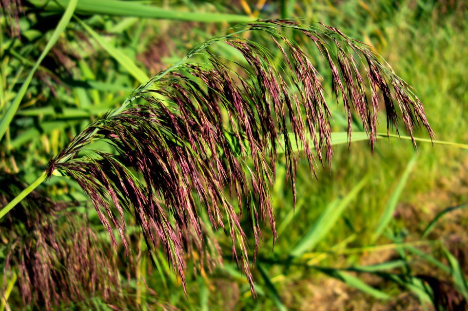 Reed panicle in Holma 1