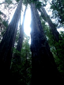 Redwood trees silhouetted by sunlight