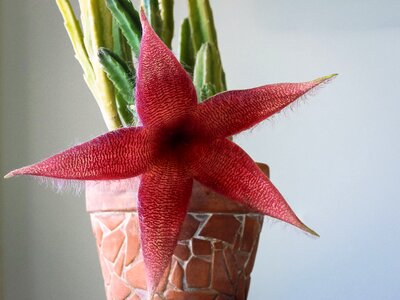 Flowering cactus red cthulhu photo