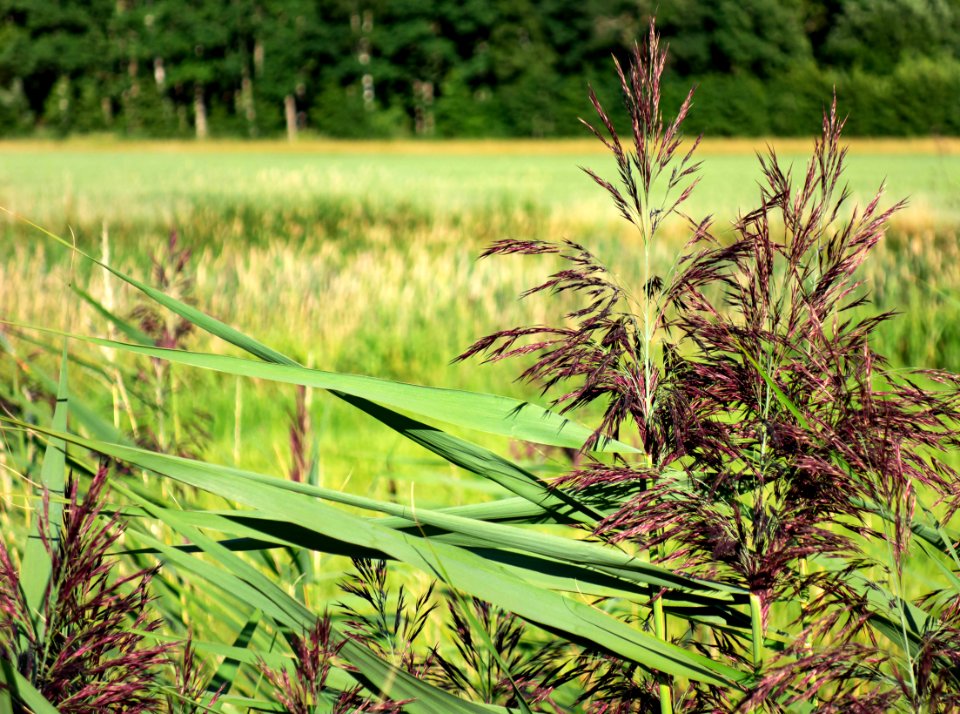 Reed panicles and leaves in Holma 2