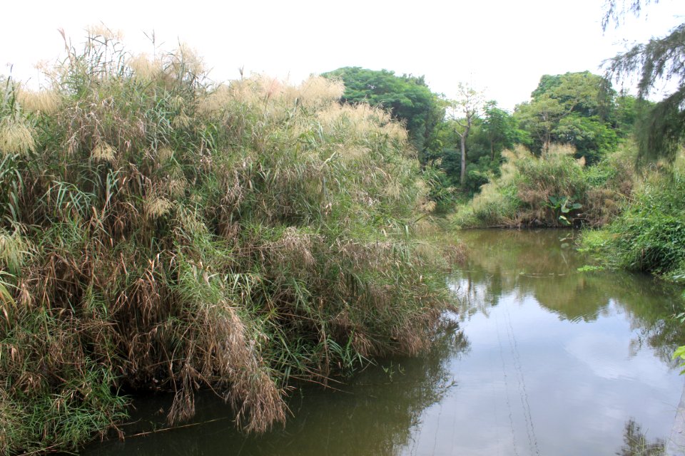Reeds of East Lake Park