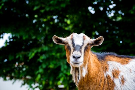 Petting zoo goatee nature