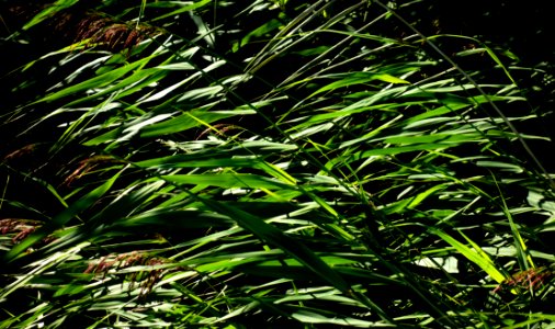 Reeds in Holma 1