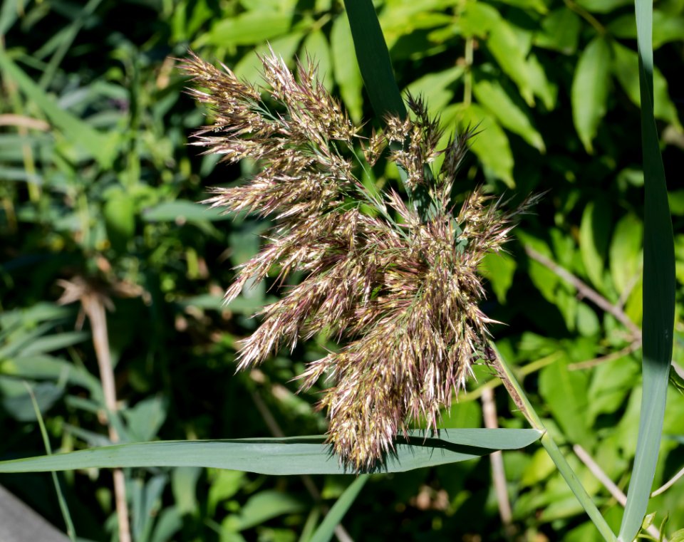 Reed panicle at Brodalen 1