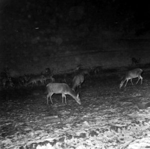 Reeën op de voederplaats bij de boswachterij Ihrige, post wingeshausen, Bestanddeelnr 254-3442