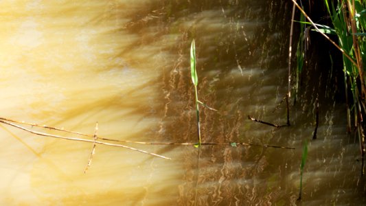 Reed spouts in Broälven Nature Reserve