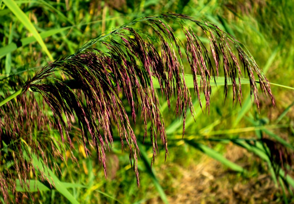 Reed panicle in Holma 4
