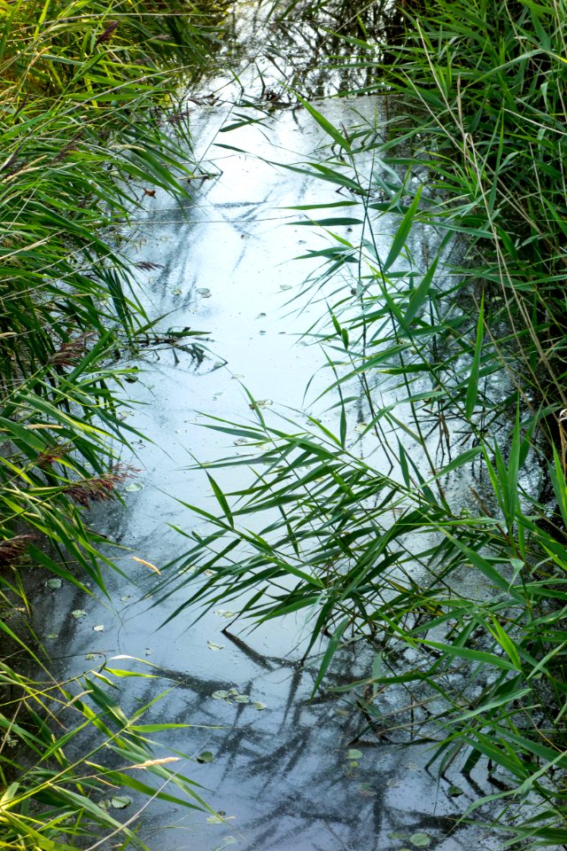 Reeds framing a small stream in Holma
